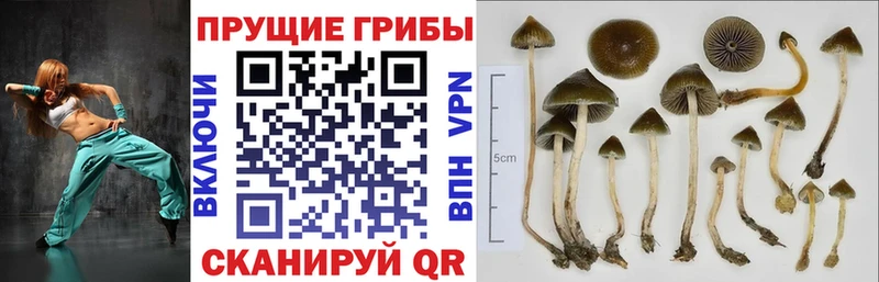 Псилоцибиновые грибы Psilocybine cubensis  Купить закладки  Иннополис 